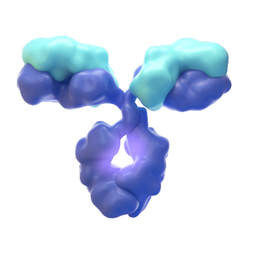 rotating gif for Non-Fucosylated CD70-directed Antibody